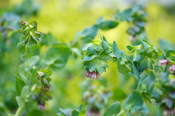 セリンセマヨール