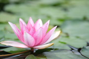 桃色の睡蓮の花