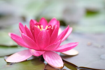 ピンク色の睡蓮の花