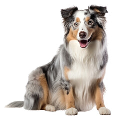 PNG Australian shepherd animal canine collie.