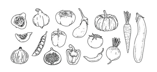 Vegetables in Hand-drawn style set, icon collection, food elements for design menu label packaging vector illustration	