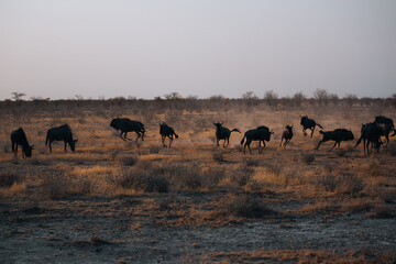 herd of wildebeest