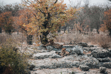 lion under tree in the forest