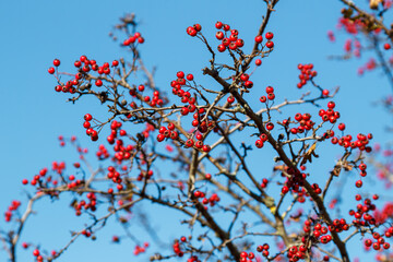 Red hawthorn berries grow on a bush against a blue sky. Red hawthorn berries in nature, autumn seasonal background. Crataegus monogyna.