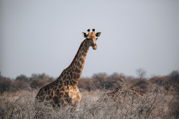 giraffe in the savannah