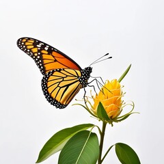 Fototapeta premium butterfly on flower