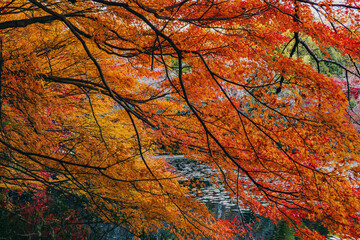 京都龍安寺の秋景色