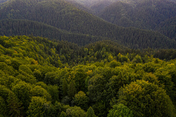 Obraz premium Durbaszka, Pieniny, Szczawnica, Małopolska, poland, EU