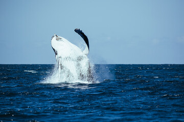 whale in the sea © Patrice