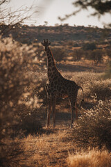 giraffe in the savannah