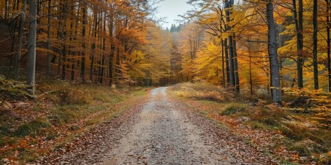 Fototapeta premium Stunning Autumn-Hued Forest Path