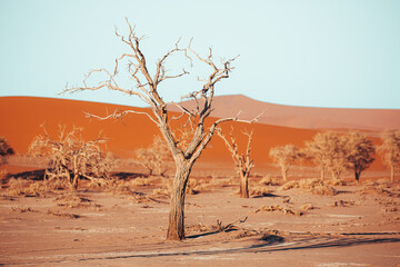 tree in the desert
