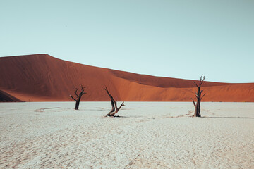 sand dunes in the desert