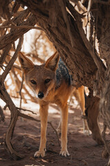 coyote in the desert