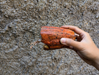 A hand holding a dried, weathred cocoa pod, on grey wall background, related to agriculture 