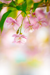 河津桜の花のある風景