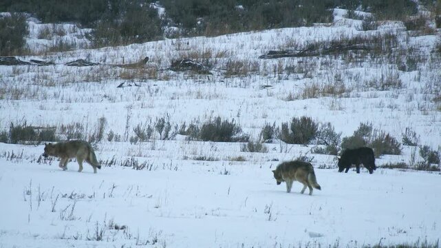 Wolves walking through snow in Yellowstone National Park