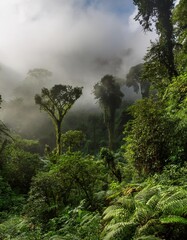 Obraz premium Misty Mornings in the Rwandan Rainforest, Home to Mountain Gorillas