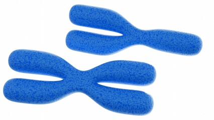 The blue XY chromosomes in the image visually represent the genetic material associated with male biological sex; 3d rendering