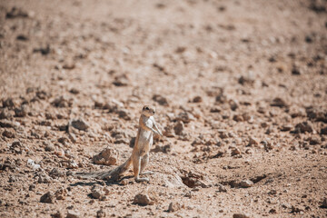 animal on the sand
