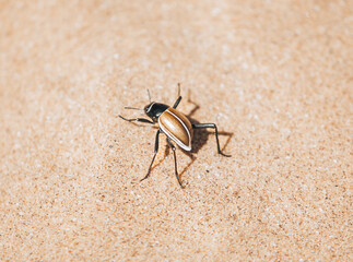 bug on the sand