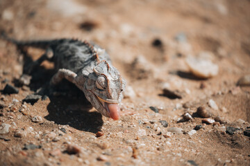 lizard on the sand