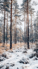 Fototapeta premium A serene winter landscape featuring snow covered forest with tall pine trees. soft light filters through branches, creating peaceful atmosphere in this endless Swedish forest