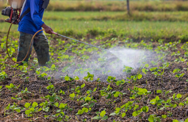 Farmer spraying pesticide on peanuts field.
