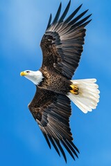 Fototapeta premium Bald eagle flying in blue sky