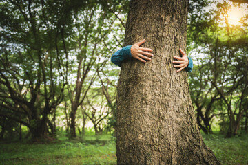 Forest conservationist gentle hugs tree in sunny park, deep care and respect for nature. Their...