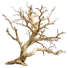 Branch of dead tree isolated on transparent background