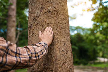 A man's hands gently touch the rough bark of a towering tree, symbolizing a deep connection with nature. In the forest, he embraces the importance of environmental care and protecting the planet.