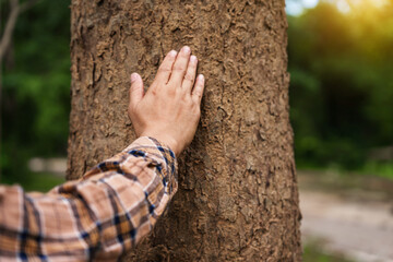 A man's hands gently touch the rough bark of a towering tree, symbolizing a deep connection with nature. In the forest, he embraces the importance of environmental care and protecting the planet.