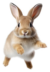 PNG Rabbit jumping mammal animal rodent.