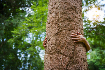 Forest conservationist gentle hugs tree in sunny park, deep care and respect for nature. Their hands embrace the trunk, reflecting commitment to environmental protection and sustainable ecosystems.