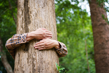 Forest conservationist gentle hugs tree in sunny park, deep care and respect for nature. Their hands embrace the trunk, reflecting commitment to environmental protection and sustainable ecosystems.