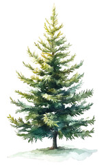 Watercolor Christmas Tree Clipart, Pine Illustration on White Background for Children's Book Design