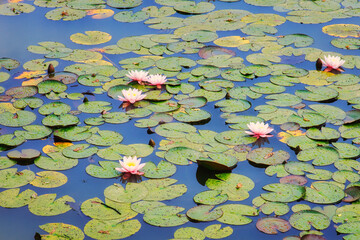 Seerose - Floating - Flower - Close - Up - Lily - Water - Lotus - Beautiful - Rose - White - Delicate	