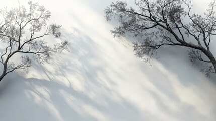 Fototapeta premium Minimalistic Black and White Illustration of Bare Tree Branches Against a Bright White Background with Soft Shadows