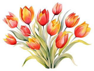 Fototapeta premium PNG Tulip flower plant inflorescence.