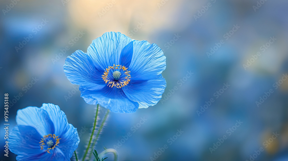 Wall mural Two vibrant blue poppy flowers with detailed petals and a soft, blurred background in natural light.