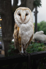An Elegant Barn Owl is Perched Calmly and Gracefully in the Serene Embrace of Nature