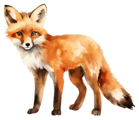 Fototapeta premium PNG Fox wildlife animal mammal.