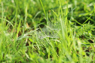 spider web on grass with dew drops, background