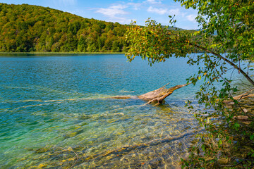 The tranquil transparent waters of lake in the background. Tree into the shallow waters. Beautiful nature lake. Landscape Reflection off of a clear lake water surface on a bright sunny day.