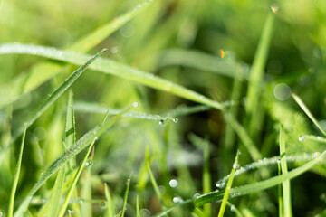 background of green grass, a drop of dew on the tip of a blade of grass