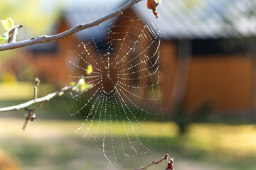 spider web on tree with dew drops
