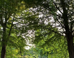 Fototapeta premium trees in the woods