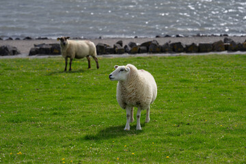 Fototapeta premium The sheep ovin lamb in the verdant meadows. Sheep on an farm. Sheep eating grass on a field. Sheep grazing in an alpine meadow. Cattle, livestock.
