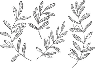 Set of line olive branches. Vector illustration of branches.